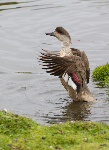 Patagonian Crested Duck