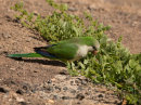 Parakeet