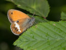 Pearly Heath