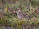 Pectoral Sandpiper