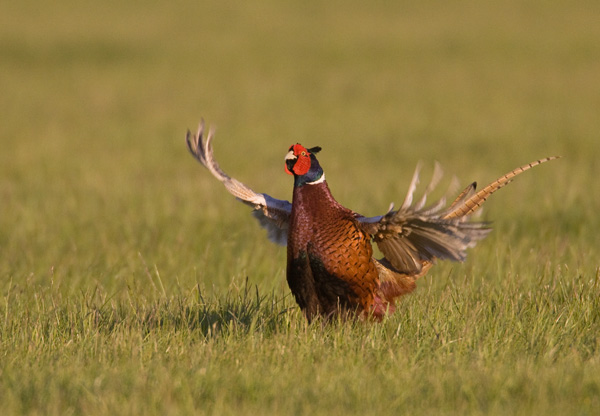 Drumming Pheasant