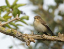 Pied Flycatcher