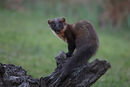 Pine Marten