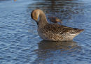 Pintail