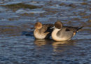 Pintails