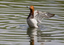Pochard