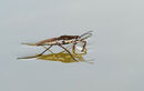 Pond Skater with prey