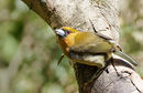 Prong-billed Barbet