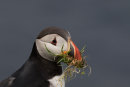Puffin