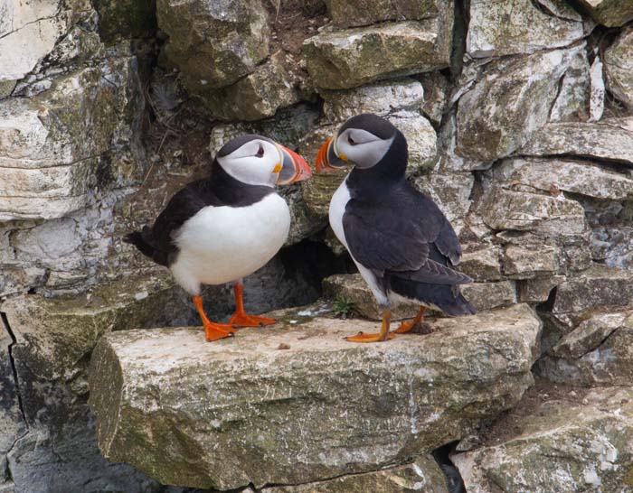 Puffins