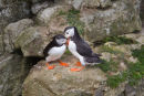 Puffins