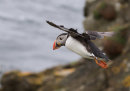 Puffin