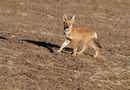 Ethiopian Wolf Pup