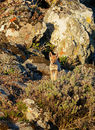 Ethiopian Wolf Pup in Rocks