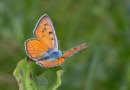 Purple-shot Copper