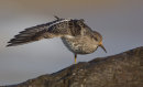 Purple Sandpiper