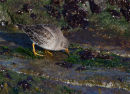 Purple Sandpiper