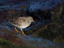 Purple Sandpiper
