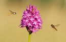 Hoverflies attracted to Pyramid Orchid