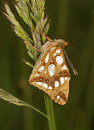 Queen of Spain Fritillary