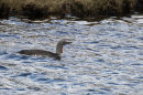 Red-throated Diver