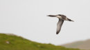 Red-throated Diver