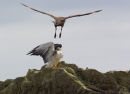 Red-backed Hawk
