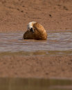 Ruddy Shelduck, bathing