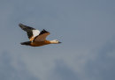 Ruddy Shelduck