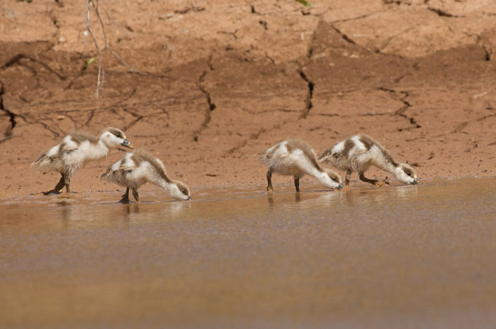 Ruddy Shelduck, juveniles