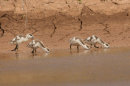 Ruddy Shelduck, juveniles