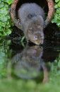 Water Vole