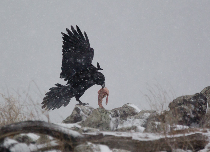 Raven