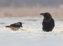 Raven