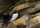 Razorbill