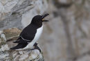 Razorbill