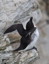 Razorbill