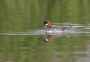 Red-necked Phalarope