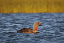 Red-throated Diver