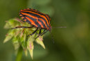 Red and Black Shield Bug