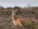 Red Deer Hind and Fawn in Heather