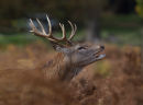 Red Deer