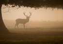 Red Deer