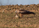 Red Kite