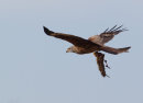 Red Kite