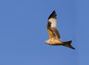 Red Kite in Flight