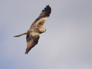 Red Kite