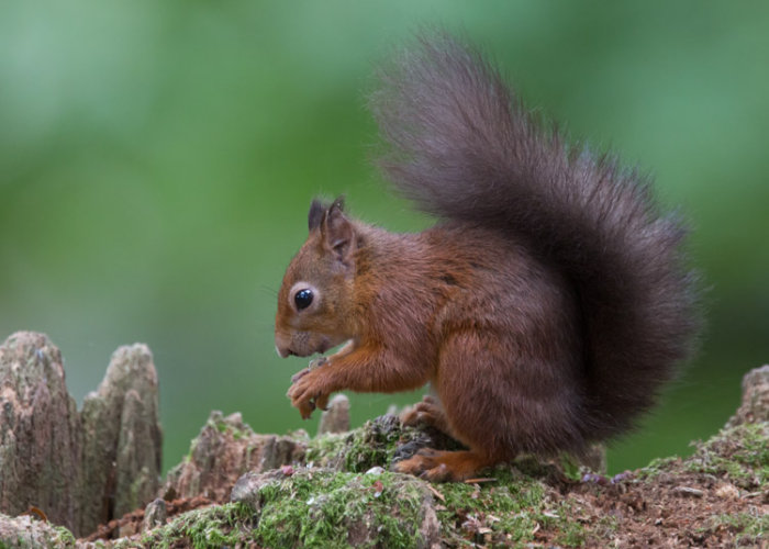 Red Squirrel