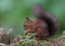 Red Squirrel