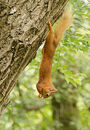 Red Squirrel